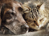 Schlummerfreunde - Diamond Painting